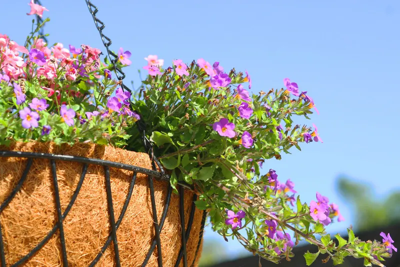 Container Gardening in Conroe and Willis: Plants and Preparation